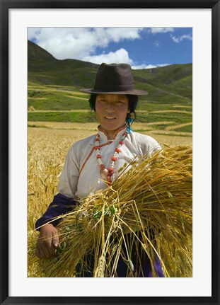 Framed Tibetan Farmer Harvesting Barley, East Himalayas, Tibet, China Print