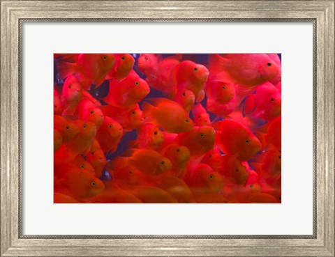 Framed Swarms of gold fish, Shanghai, China Print