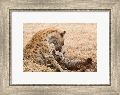 Framed Tanzania, Ngorongoro Conservation Area, Spotted hyena Print