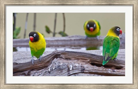 Framed Tanzania. Yellow-collared Lovebirds, Tarangire NP Print