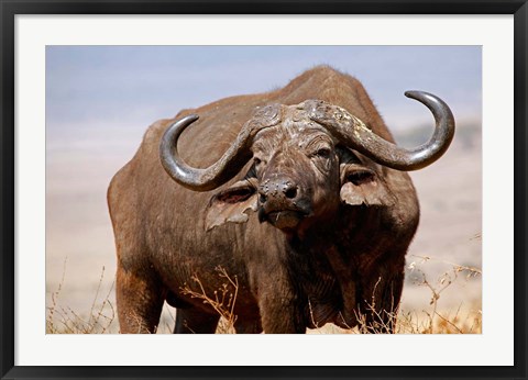 Framed Tanzania, Ngorongoro Crater. African Buffalo wildlife Print