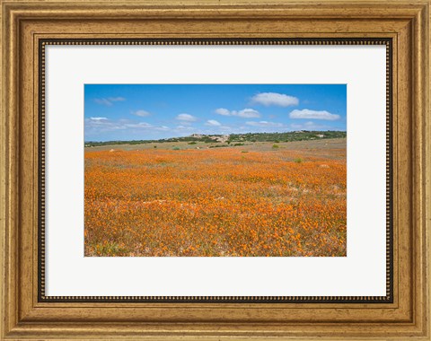 Framed Field of Spring flowers, South Africa Print
