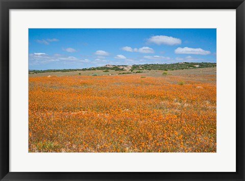 Framed Field of Spring flowers, South Africa Print