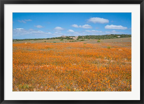 Framed Field of Spring flowers, South Africa Print