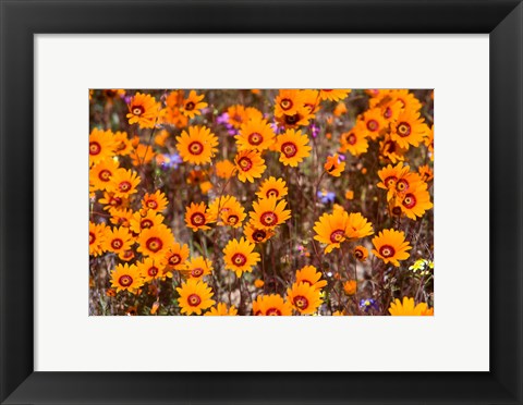 Framed Orange Spring flowers, Namaqualand, South Africa Print