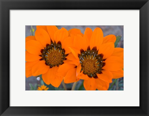 Framed Two orange Spring flowers, South Africa Print