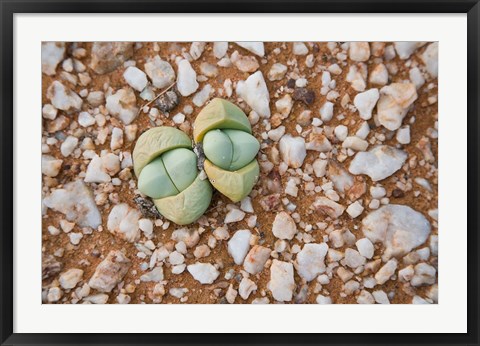 Framed Succulents, quartz, Cape Province, South Africa Print