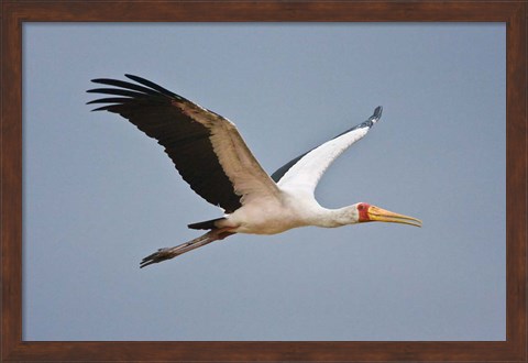 Framed Tanzania, bird. Yellow-billed Stork, Manyara NP Print