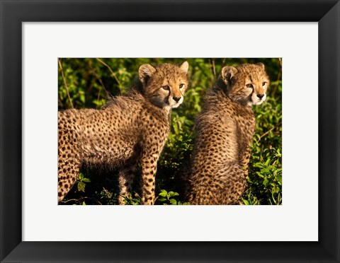 Framed Tanzania, Ndutu, Ngorongoro, Cheetahs Print