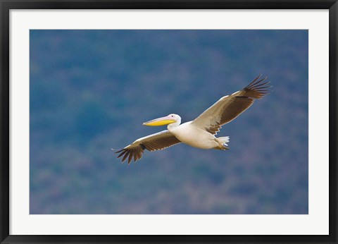 Framed Tanzania. Great White Pelican, bird, Manyara NP Print