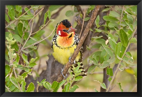 Framed Tanzania. Red and Yellow Barbet, Tarangire NP Print