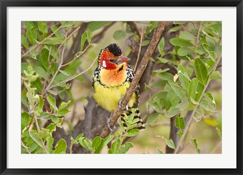 Framed Tanzania. Red and Yellow Barbet, Tarangire NP Print