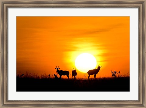 Framed Topi wildlife, Masai Mara GR, Kenya Print