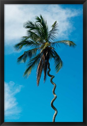 Framed Tanzania: Zanzibar, curly-que trunk of palm tree inland Print