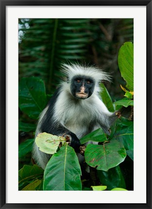 Framed Tanzania: Zanzibar, Jozani NP, red colobus monkey Print