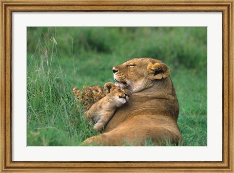 Framed Tanzania, Ngorongoro Crater. African lion family Print