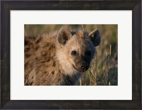 Framed Spotted Hyaena, Masai Mara National Reserve, Kenya Print