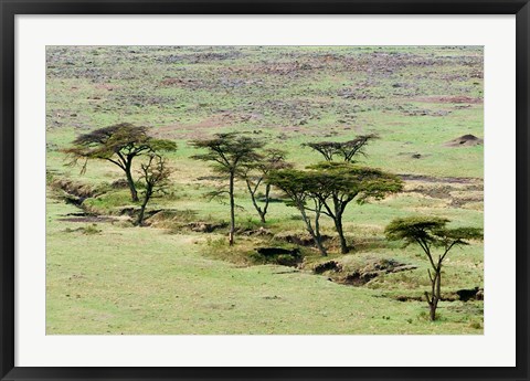 Framed Bush, Maasai Mara National Reserve, Kenya Print