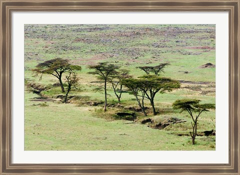 Framed Bush, Maasai Mara National Reserve, Kenya Print