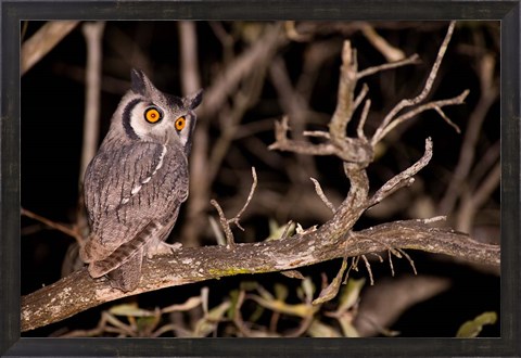 Framed Spotted Eagle Owl, Mpumalanga, South Africa Print