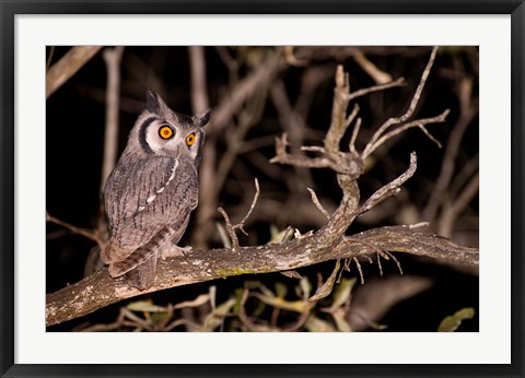 Framed Spotted Eagle Owl, Mpumalanga, South Africa Print