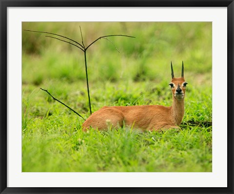 Framed Steenbok buck, Mkuze Game Reserve, South Africa Print