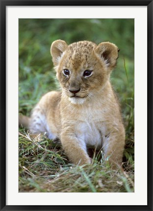 Framed Tanzania, Serengeti National Park, African lion Print