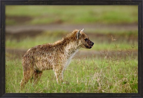 Framed Spotted Hyanea, Lake Nakuru National Park, Kenya Print