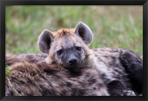 Framed Spotted Hyena wildlife, Maasai Mara, Kenya Print