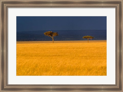Framed Tall grass, Umbrella Thorn Acacia, Masai Mara, Kenya Print
