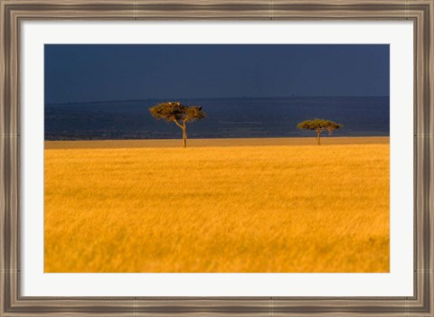 Framed Tall grass, Umbrella Thorn Acacia, Masai Mara, Kenya Print