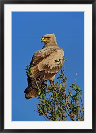 Framed Tawny Eagle, Aquila rapax, Masai Mara Game Reserve, Kenya Print