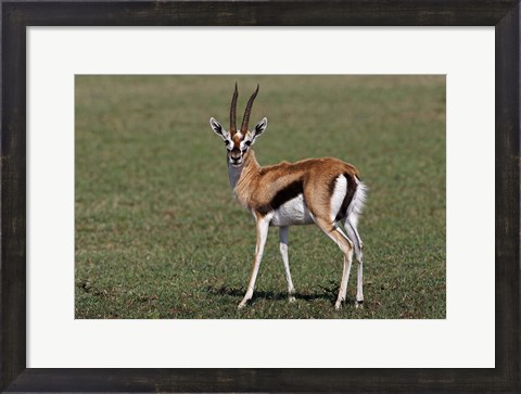 Framed Thomson&#39;s Gazelle antelope, Maasai Mara, Kenya Print