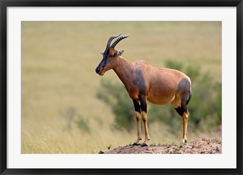 Framed Topi antelope, termite mound, Masai Mara GR, Kenya Print