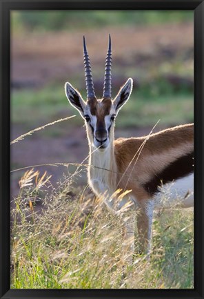 Framed Thomson&#39;s Gazelle on the savannah, Maasai Mara National Reserve, Kenya Print