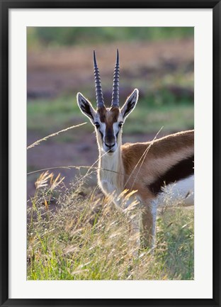 Framed Thomson&#39;s Gazelle on the savannah, Maasai Mara National Reserve, Kenya Print