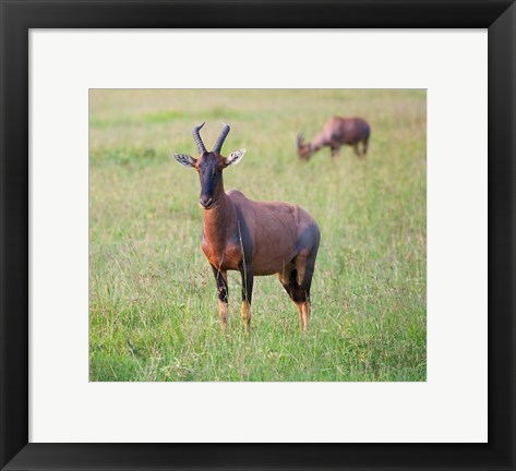 Framed Topi (Damaliscus lunatus), Maasai Mara National Reserve, Kenya Print