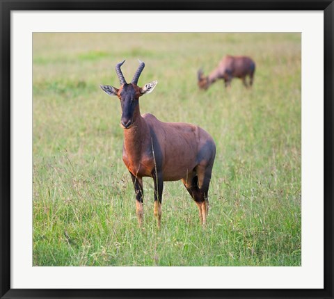 Framed Topi (Damaliscus lunatus), Maasai Mara National Reserve, Kenya Print