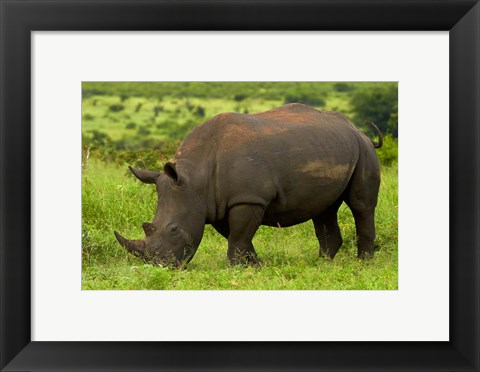 Framed Southern white rhinoceros, Kruger National Park, South Africa Print