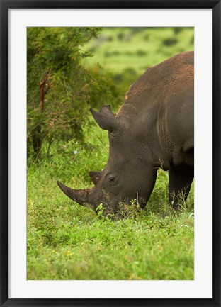 Framed Southern white rhinoceros, South Africa Print