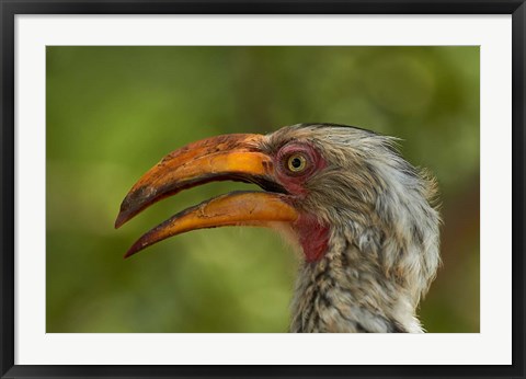 Framed Southern Yellow-billed Hornbill, Kruger National Park, South Africa Print