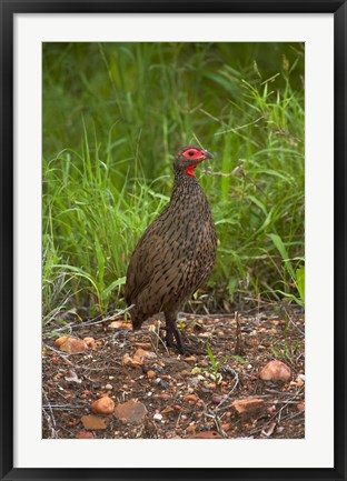 Framed Swainsons Spurfowl, Swainsons Francolin, Kruger NP, South Africa Print