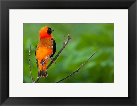 Framed Southern red bishop, Serengeti National Park, Tanzania Print