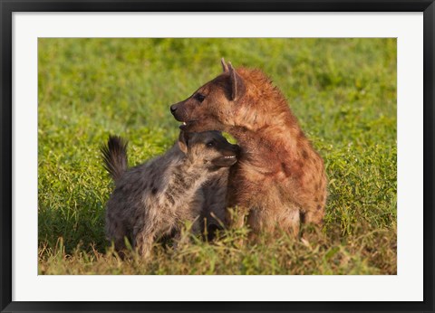 Framed Spotted hyena, Ngorongoro Conservation Area, Tanzania. Print