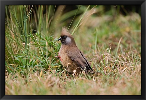 Framed Speckled Mousebird, Aberdare Country Club, Nyeri, Kenya Print