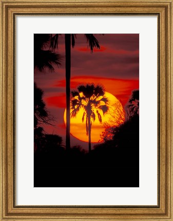 Framed Sunset and Palm, Ngamiland, Okavango Delta, Botswana Print