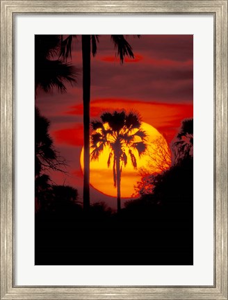 Framed Sunset and Palm, Ngamiland, Okavango Delta, Botswana Print