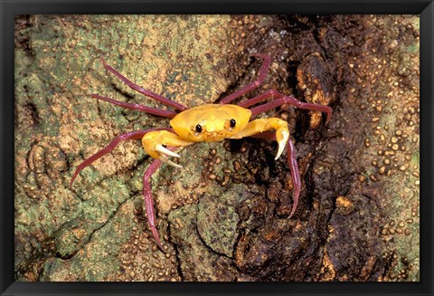 Framed Terrestrial Arboreal Crab, Ankarana Special Reserve, Madagascar Print