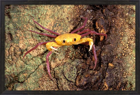 Framed Terrestrial Arboreal Crab, Ankarana Special Reserve, Madagascar Print