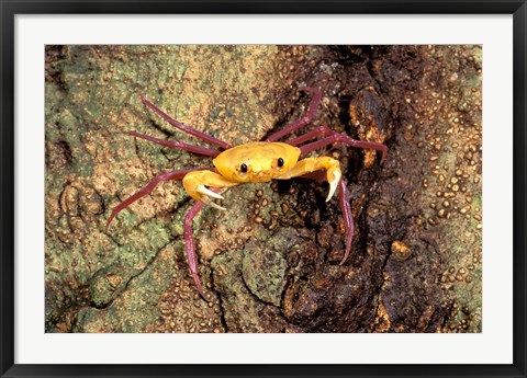 Framed Terrestrial Arboreal Crab, Ankarana Special Reserve, Madagascar Print